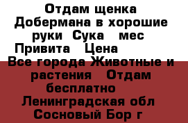 Отдам щенка Добермана в хорошие руки. Сука 5 мес. Привита › Цена ­ 5 000 - Все города Животные и растения » Отдам бесплатно   . Ленинградская обл.,Сосновый Бор г.